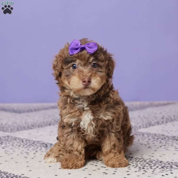 Lilac, Miniature Poodle Puppy